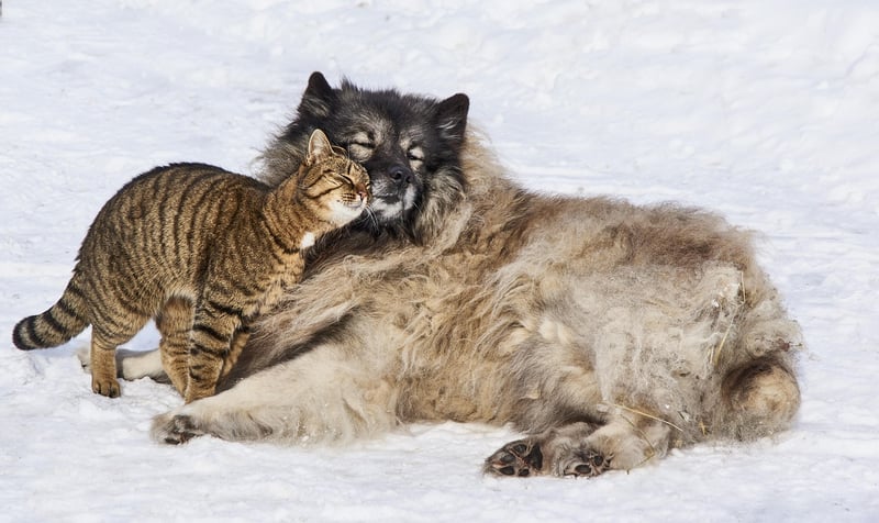 Friends Cuddling